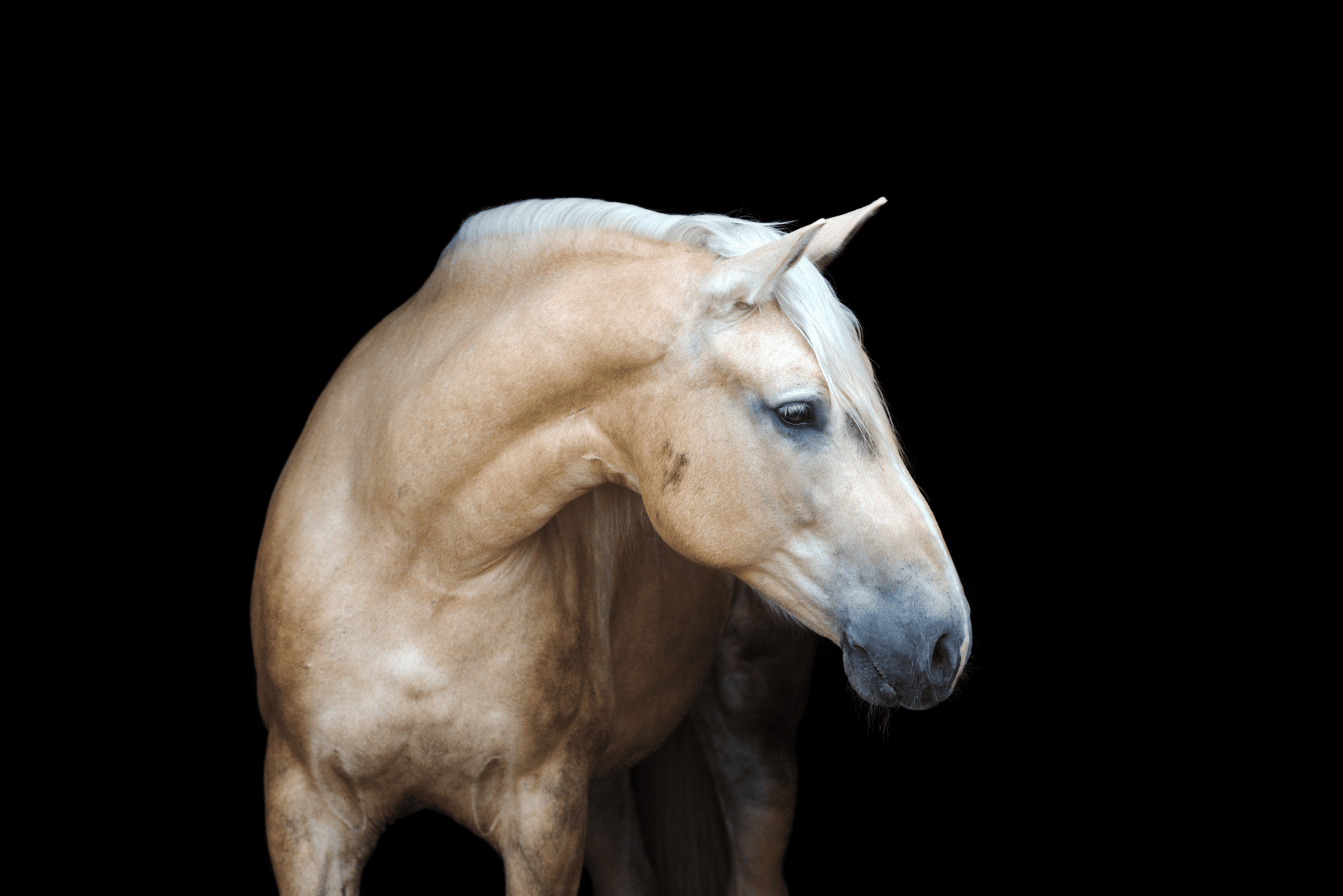 Centaur Equestrian | Premium Horse Tack & Riding Equipment